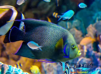 摸鱼模拟器安卓版手机版 摸鱼模拟器安卓版手机版