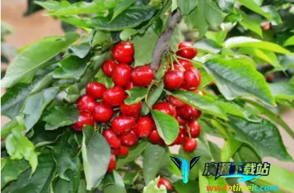 樱桃医生 樱桃医生