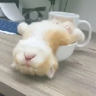 ��ƿ��Ƶ2026���°汾