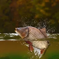 �����ֳ