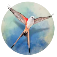 չ�᰿��
